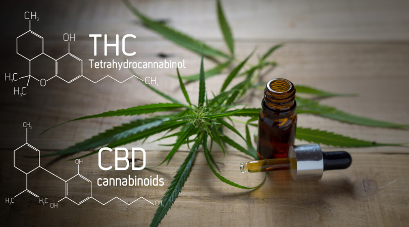 How CBD and THC Work Together