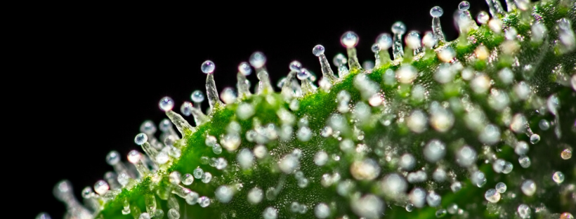 Make Your Buds Sparkle With More Trichomes