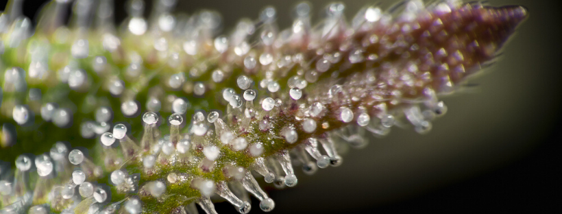 Trichomes: The Complete Guide