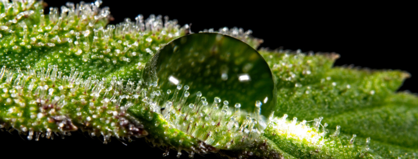 Kinds of Trichomes