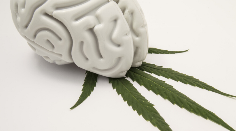 Marijuana’s Effects on the Brain & Body