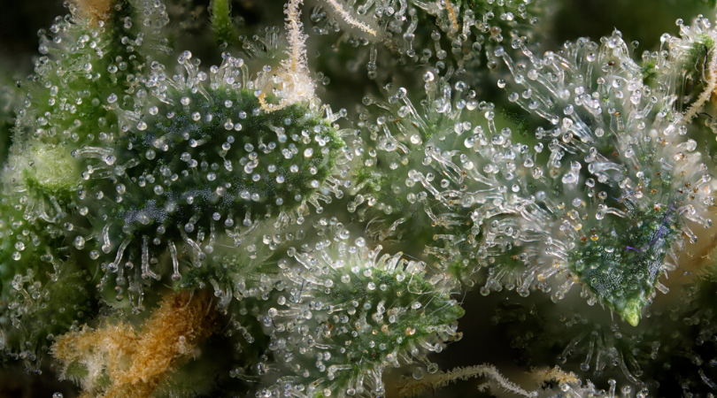 The Difference Between Cannabinoids and Terpenes