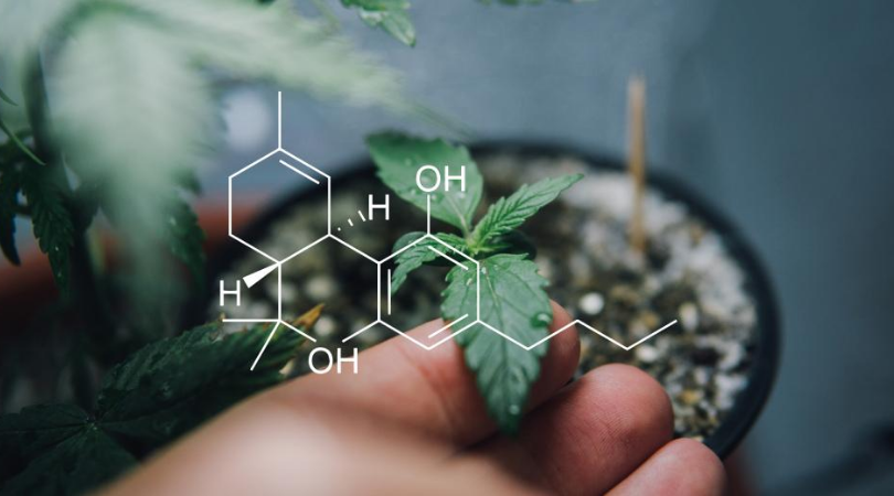 Cannabis and Cannabinoids: What You Need to Know