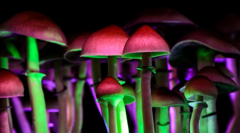 Magic Mushrooms A First-Timer’s Guide