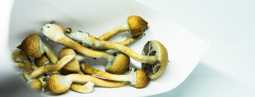 What Are the Best Strains of Magic Mushrooms