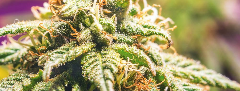 What Are the Different Kinds of Cannabinoids