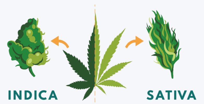 indica and cannabis sativa weed compared