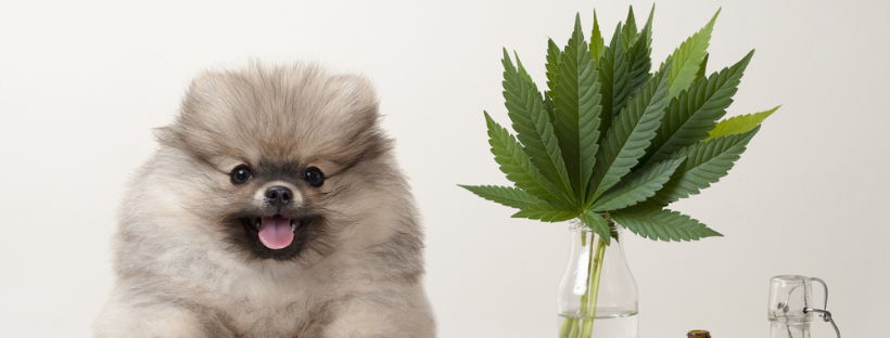 Can Dogs Take CBD Safely