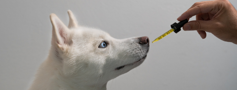 Finding the CBD Dosage for Your Dog