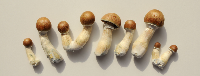 Magic Mushroom Hunting: A Field Guide