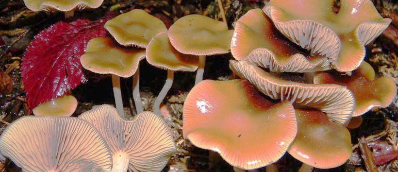 The Different Types Of Magic Mushrooms