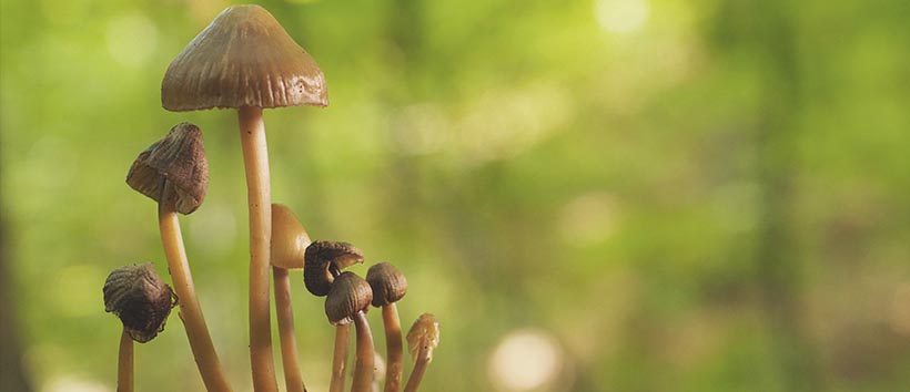 the different types of magic mushroom