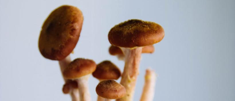 The Different Types Of Magic Mushrooms