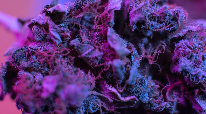 Top 5 Indica Weed Strains