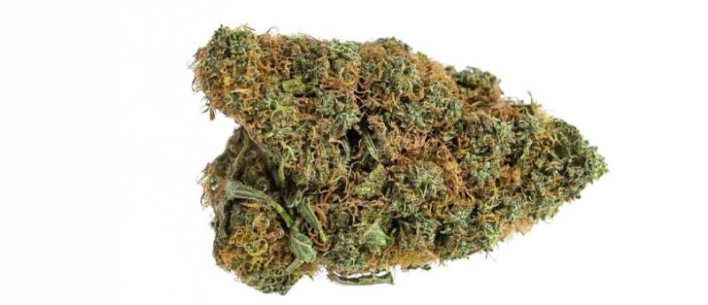 Most Potent Weed Strains