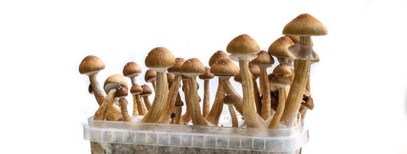 What Are Shrooms? A Profile of Magic Mushrooms