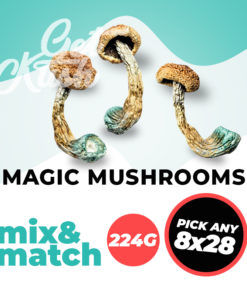 magic mushrooms 224
