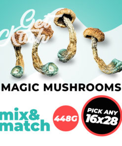 Magic Mushrooms 448