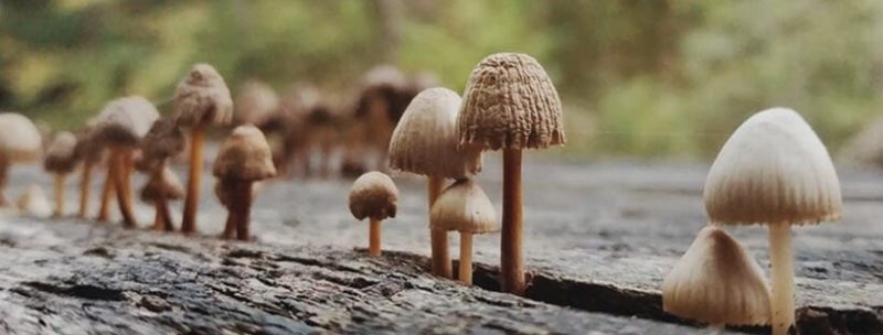 What Are Shrooms? A Profile of Magic Mushrooms