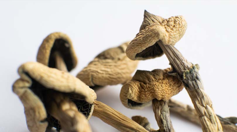 How Long Do Shrooms Stay In Your System