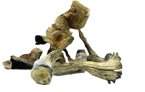 Dried Shrooms | Psilocybe Cubensis Magic Mushrooms