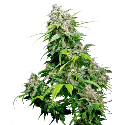 Buy Indica Strains Canada | Indica Weed | Indica Flower