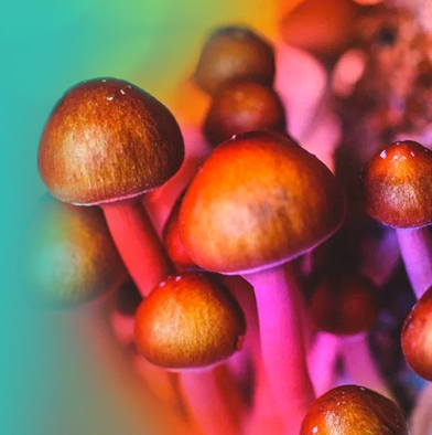 Magic Mushrooms Canada | Shrooms Dispensary | Psilicybin Online