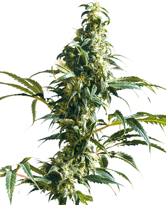 Sativa Strains Canada | Marijuana Sativa | Sativa Weed