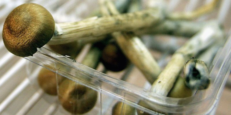 Why are Shrooms so Popular in Canada