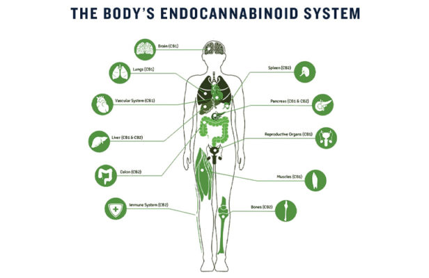 Endocannabinoid System and CBD