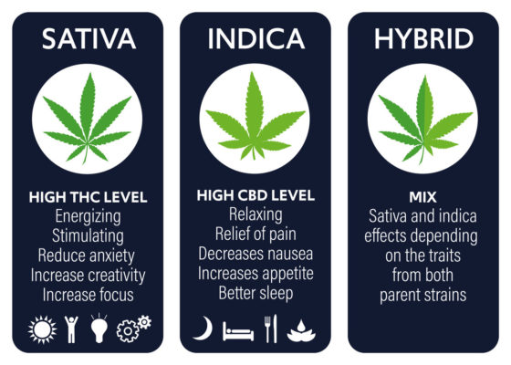 What Are the Different Types of Marijuana