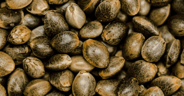 What Are Cannabis Seeds?