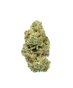 Scout Master Strain