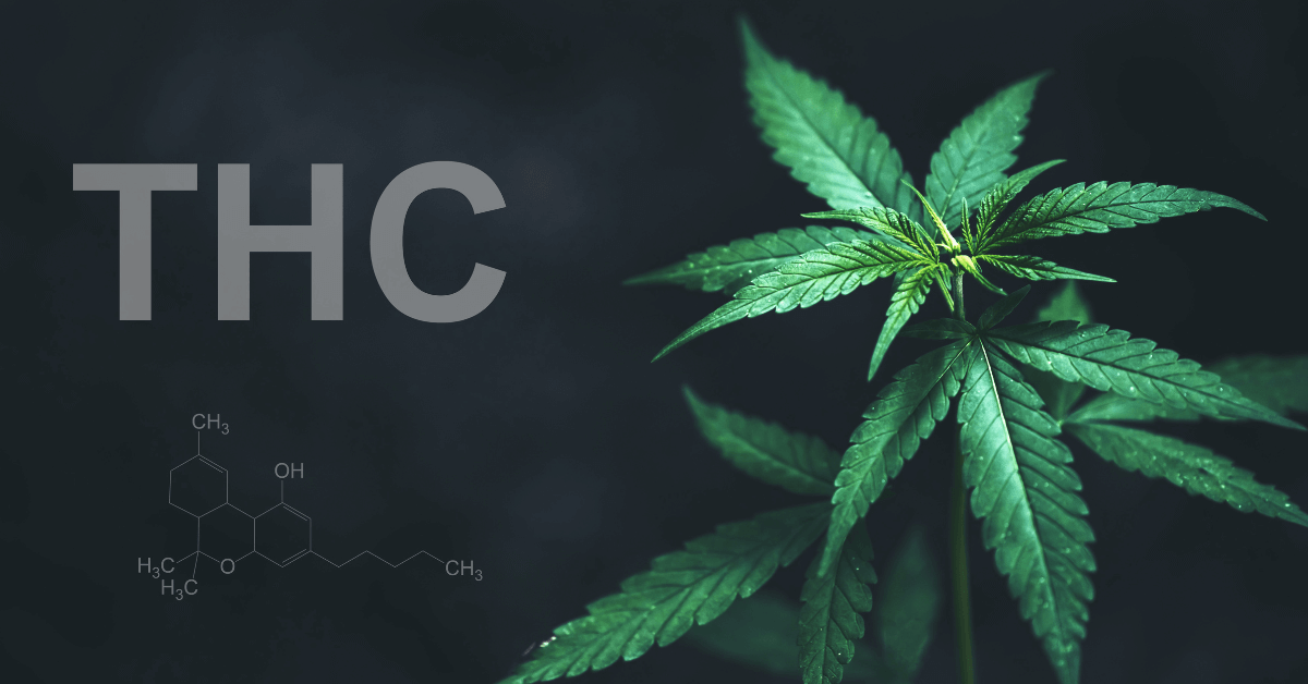 What’s the Difference Between Delta THC and Regular THC?
