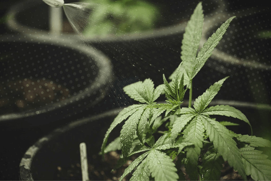 What Is a Female Cannabis Plant?