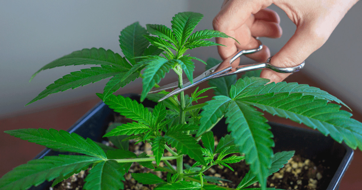 How to Top a Weed Plant: Topping Cannabis