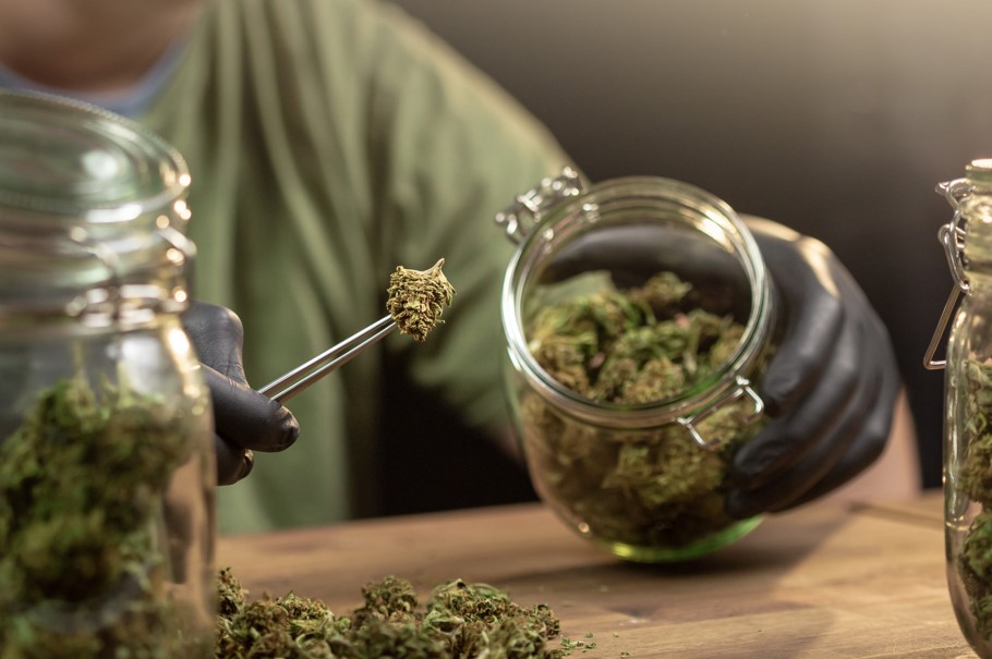 a man places trimmed weed buds into a jar