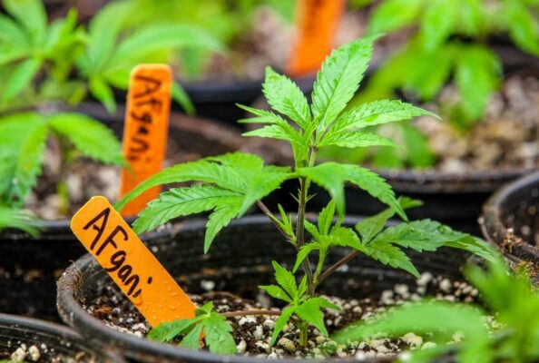 Weed clone with “afgani” label growing in soil 