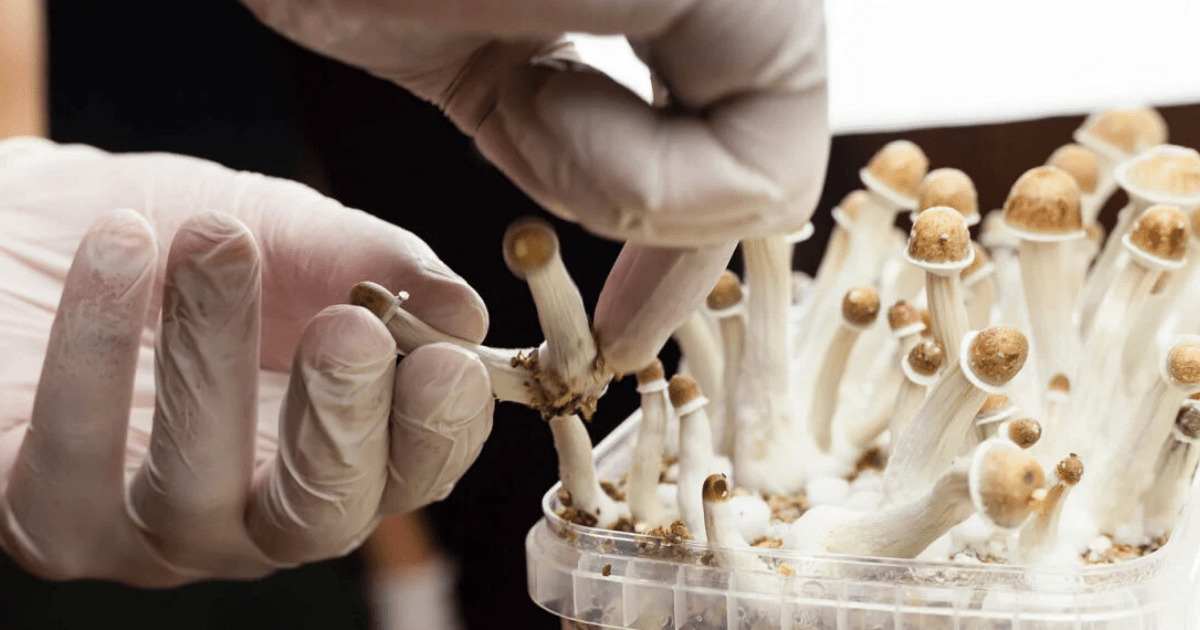 Shroom Dosing_ Find Out How Much Magic Mushrooms You Should Take