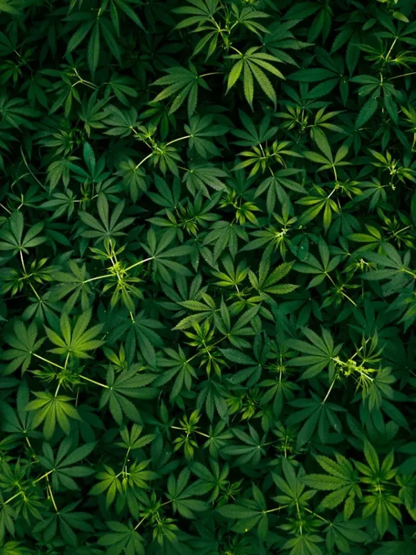 cannabis indica plant