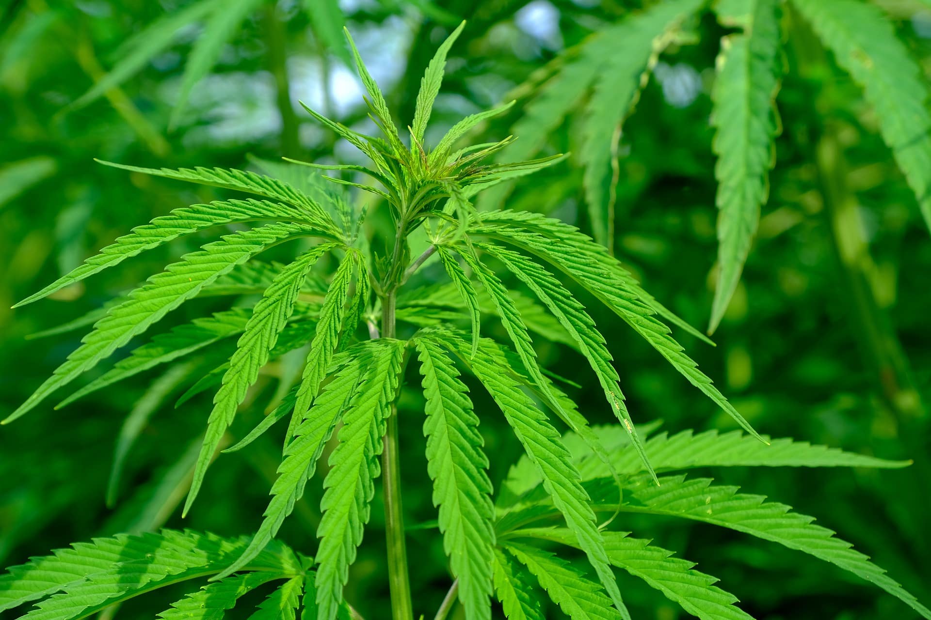 A person holding a cannabis sativa plant