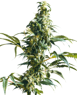 Sativa