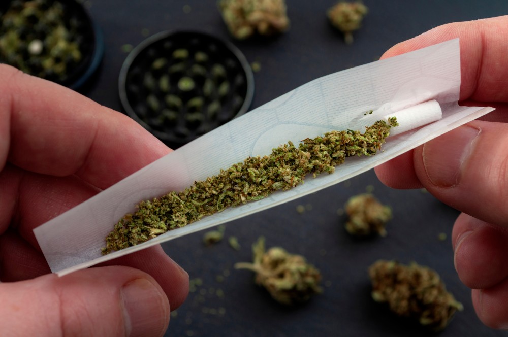 A close-up of hands rolling a joint with ground cannabis flower and a filter tip in a paper.