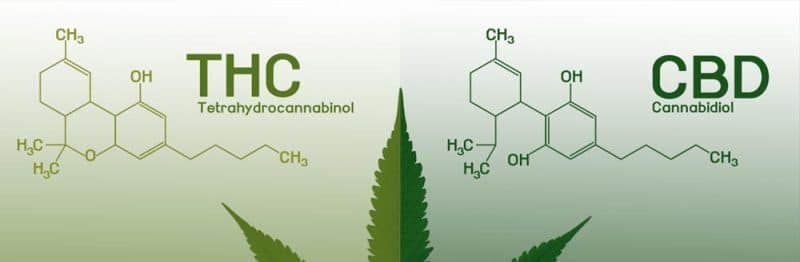 7 Misconceptions About CBD