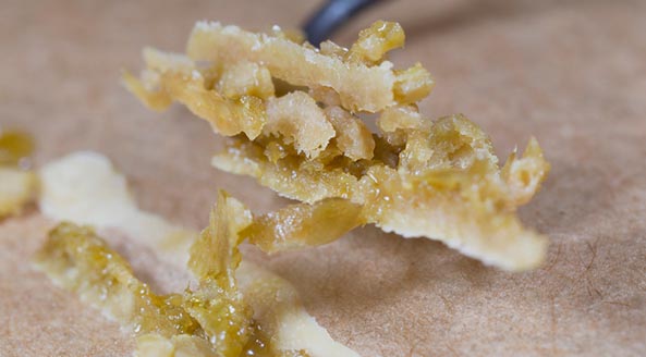 Differences Between Shatter, Wax, Resin, and Rosin