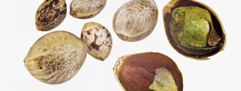 What Kinds of Marijuana Seeds are There